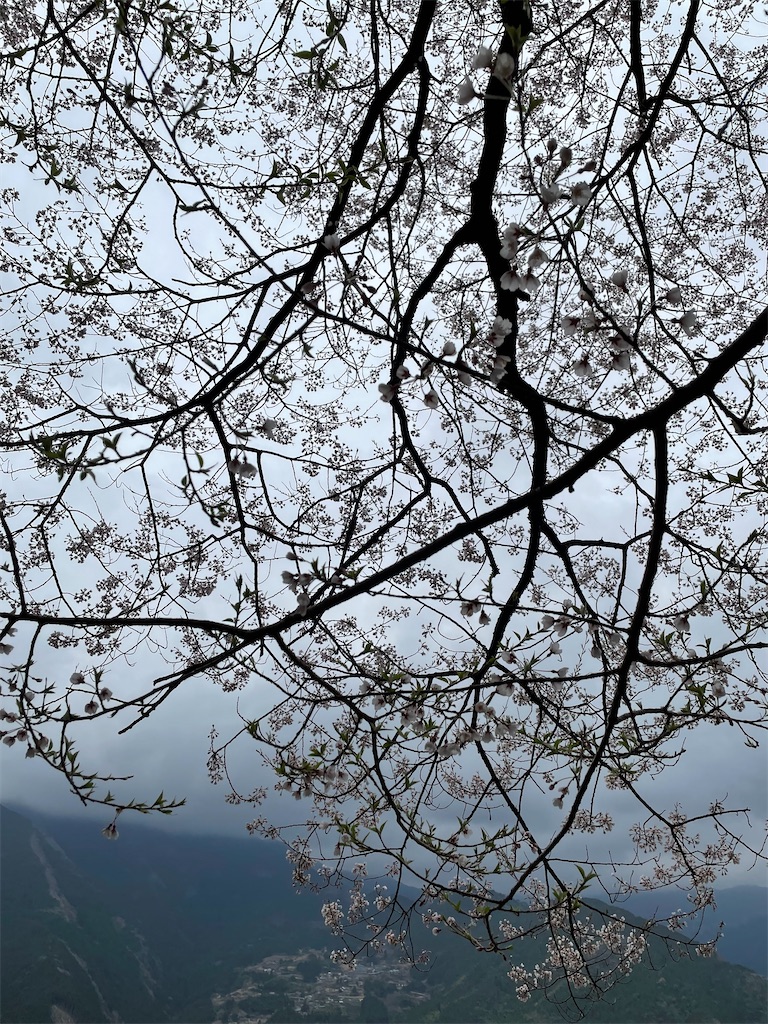 f:id:conakichi:20220331172913j:image