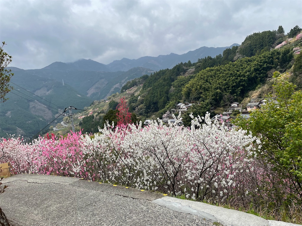 f:id:conakichi:20220331172916j:image