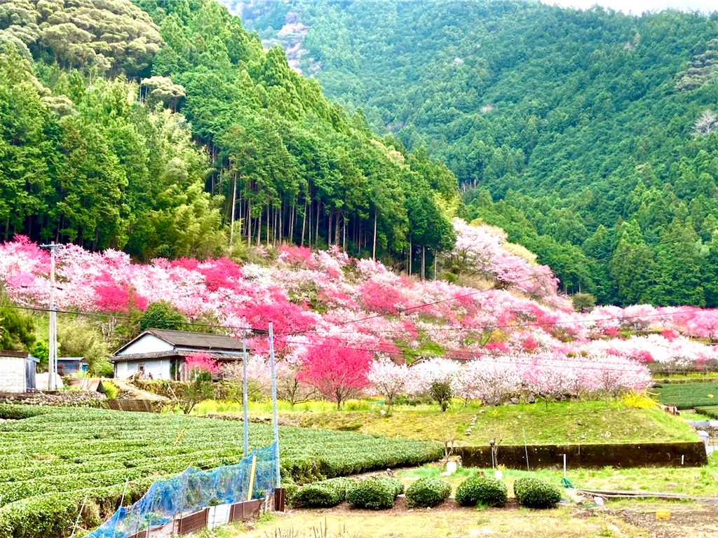f:id:conakichi:20220331172926j:image