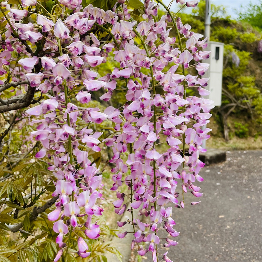 f:id:conakichi:20220424202414j:image