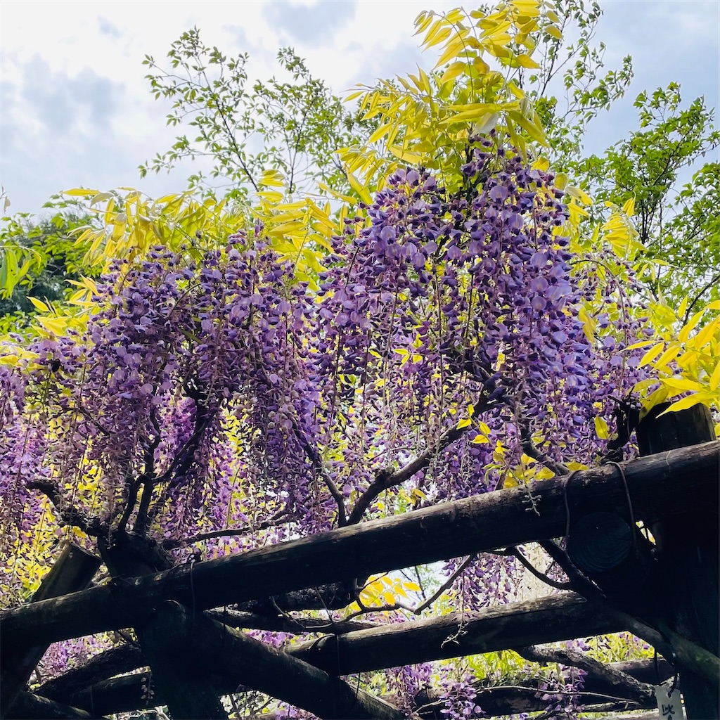 f:id:conakichi:20220424202417j:image