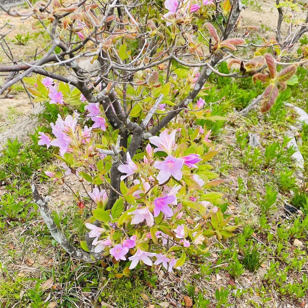 f:id:conakichi:20220425163916j:image