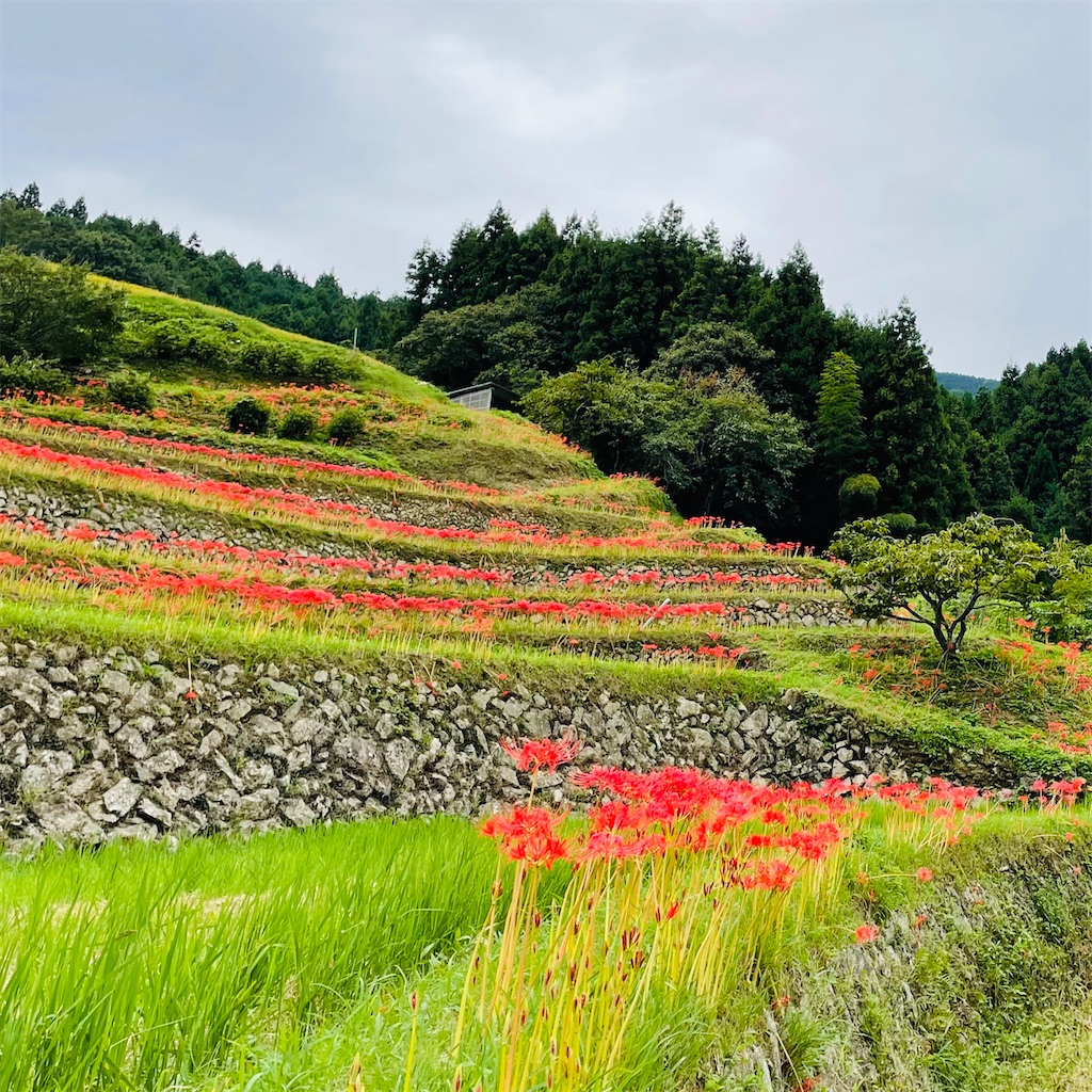 f:id:conakichi:20220923211437j:image