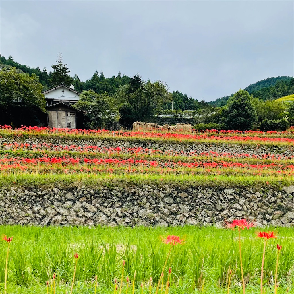 f:id:conakichi:20220923211447j:image