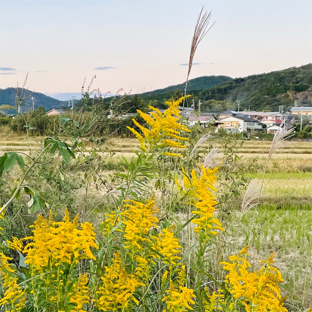 f:id:conakichi:20221026155340j:image