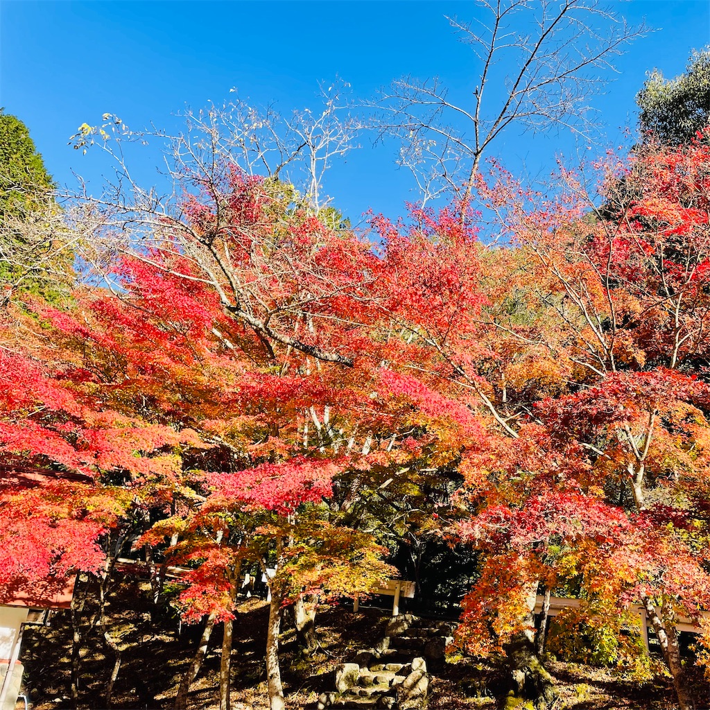 f:id:conakichi:20221123131949j:image f:id:conakichi:20221123131949j:image