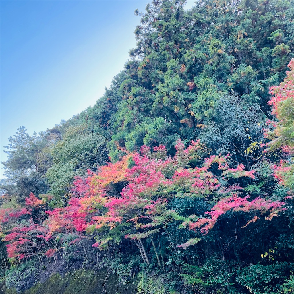 f:id:conakichi:20221127174021j:image f:id:conakichi:20221127174021j:image
