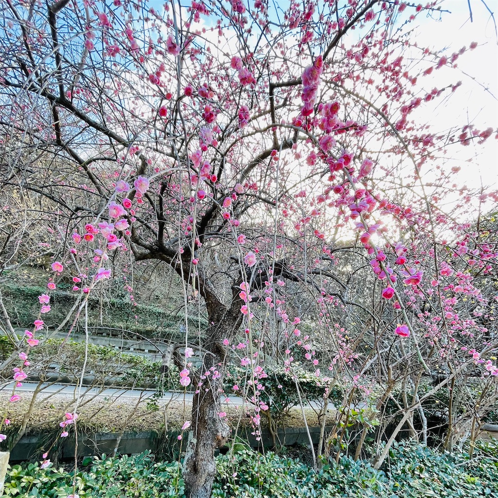 f:id:conakichi:20230220183046j:image f:id:conakichi:20230220183046j:image