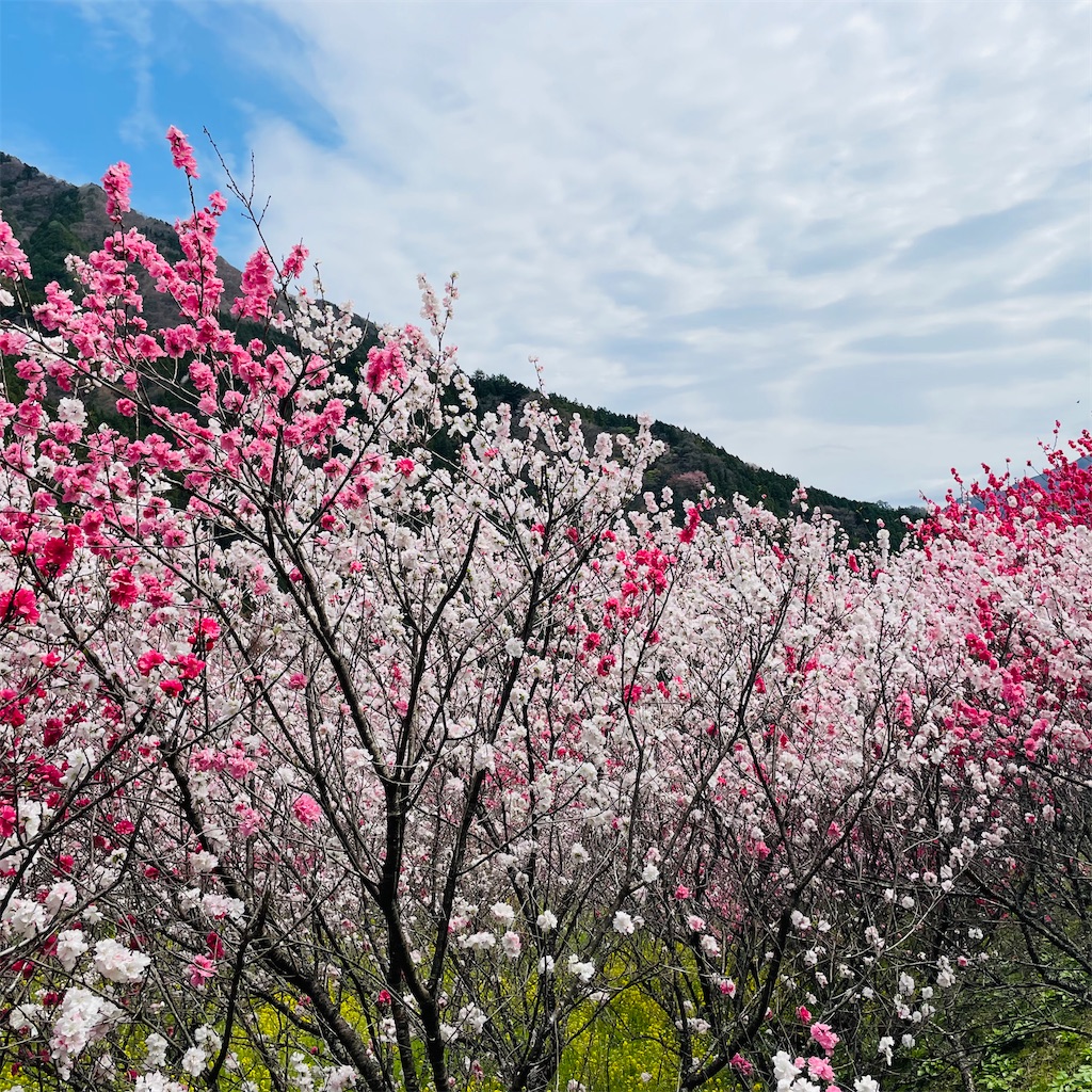 f:id:conakichi:20230407193903j:image