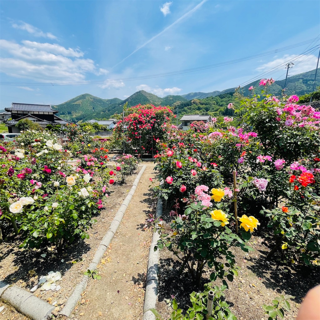 f:id:conakichi:20230516202232j:image f:id:conakichi:20230516202232j:image
