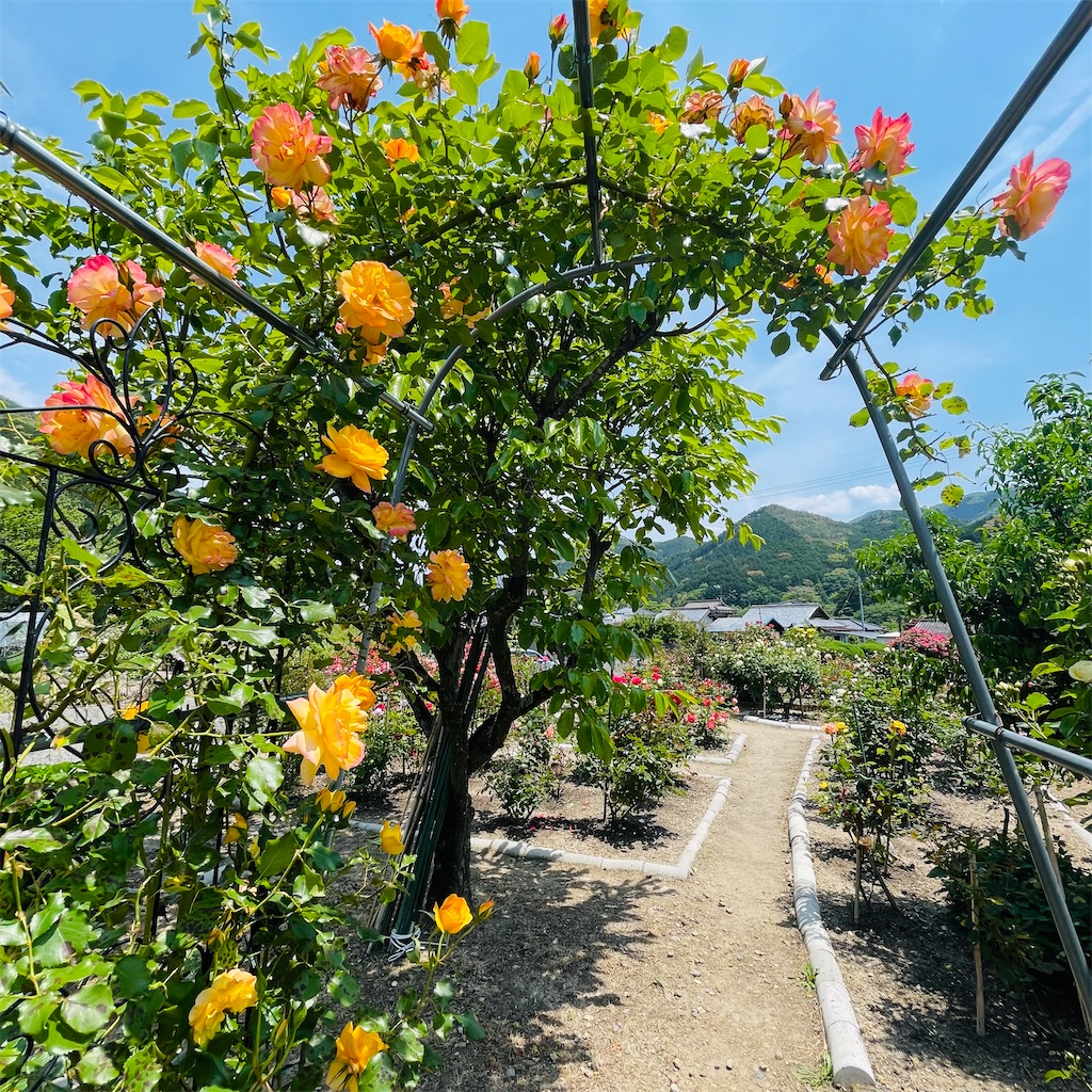 f:id:conakichi:20230516202249j:image f:id:conakichi:20230516202249j:image