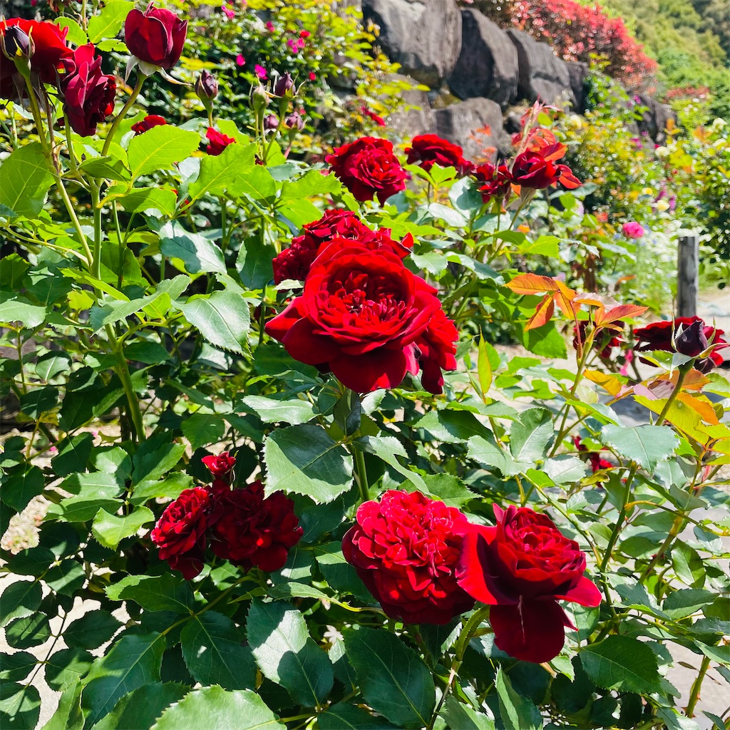 西土佐の藤の瀬バラ園と愛媛県西予市の名本薔薇園へ行ってきました