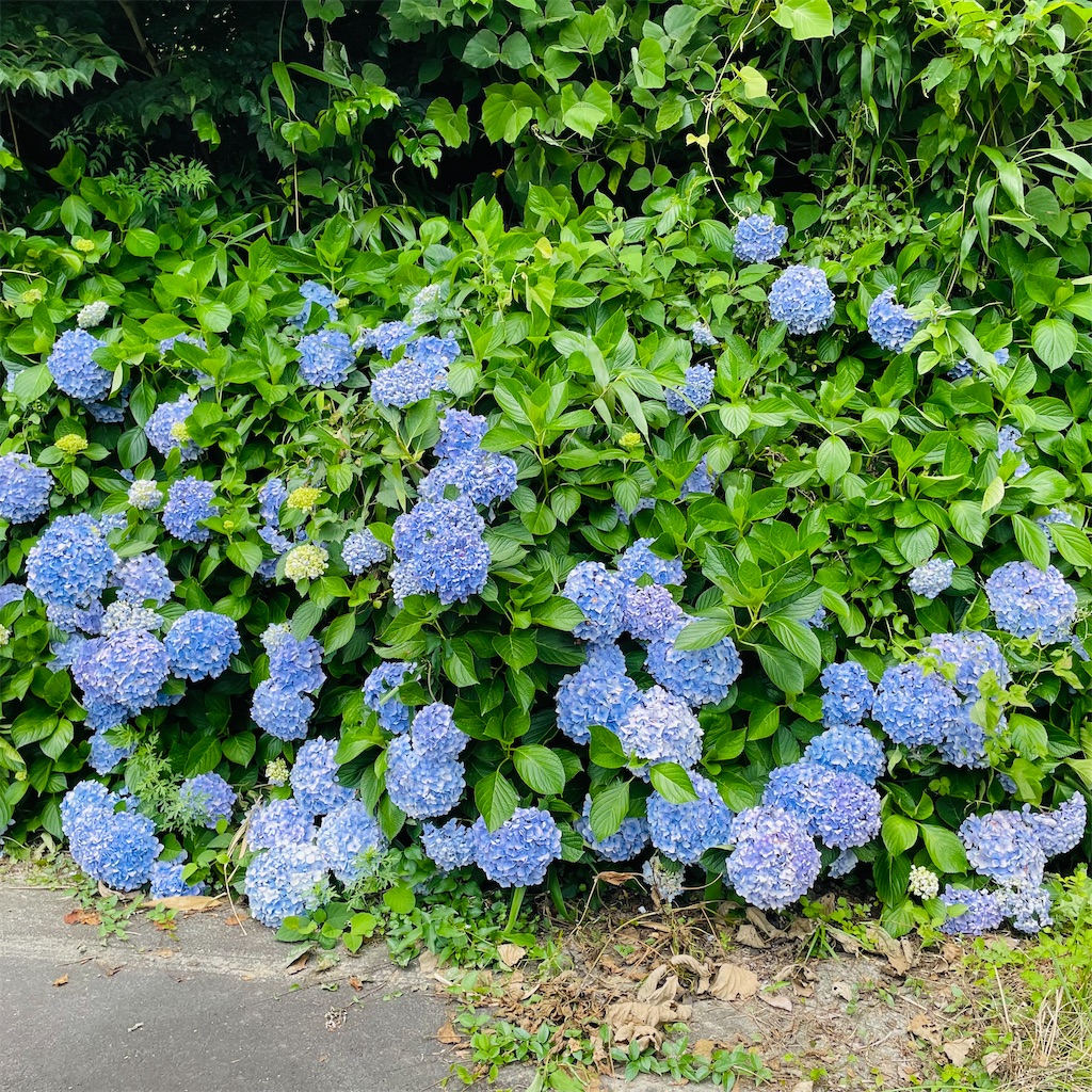 f:id:conakichi:20230623191910j:image