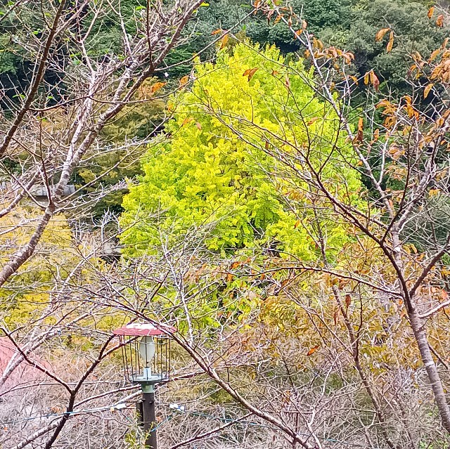 f:id:conakichi:20251111135152j:image