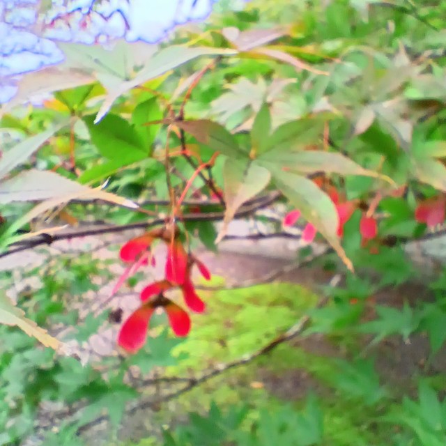 f:id:conakichi:20251111141634j:image