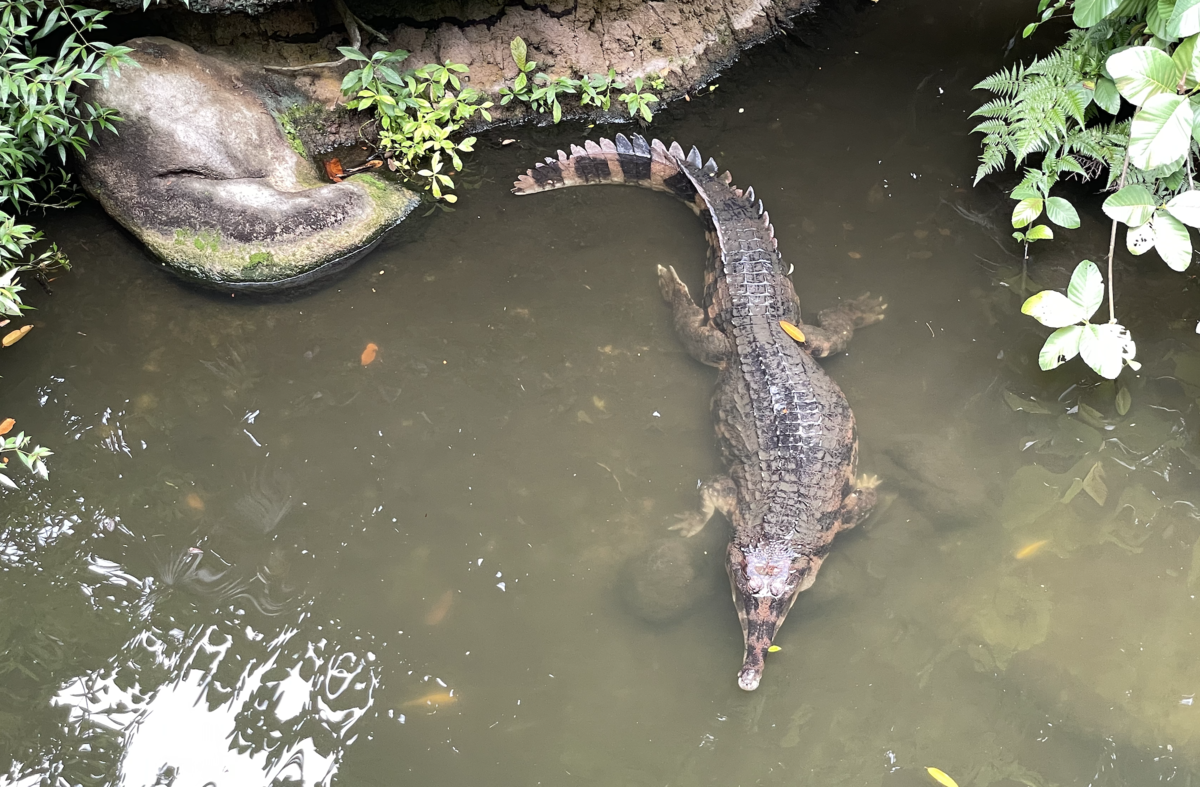 ワニ