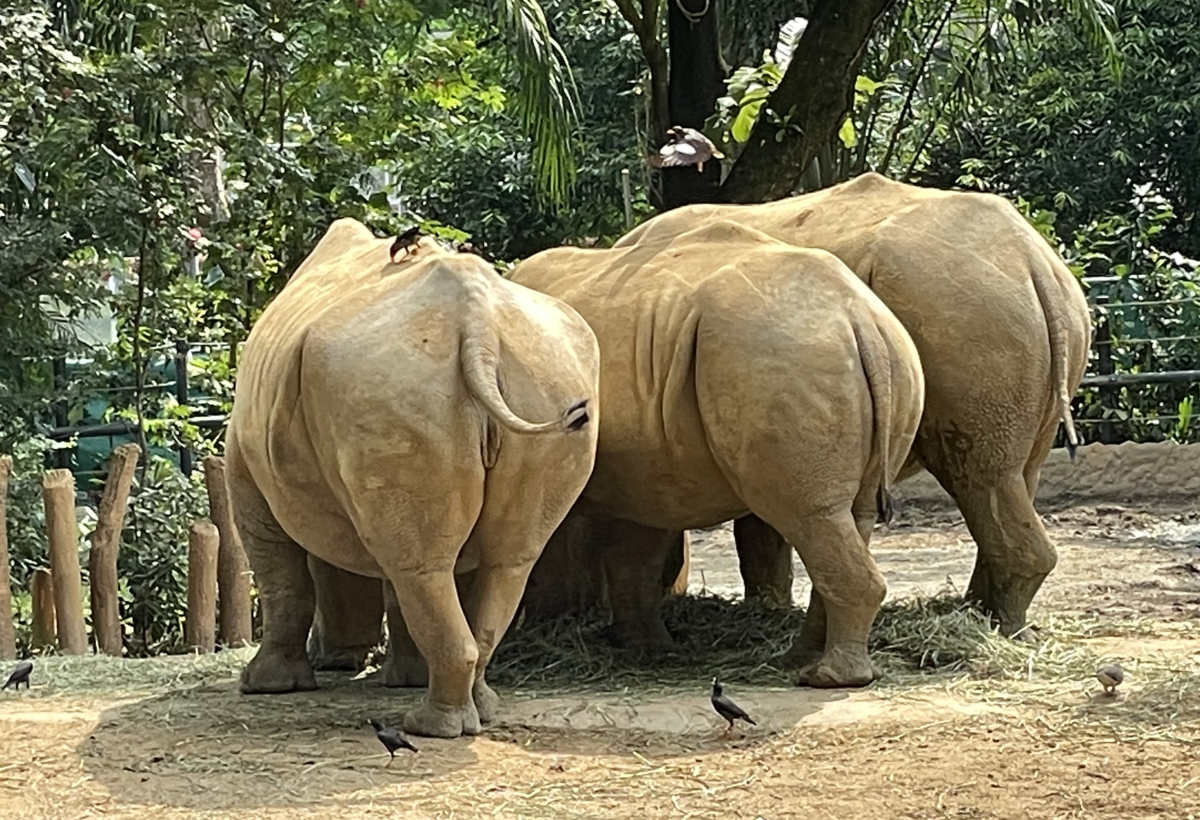 シロサイ