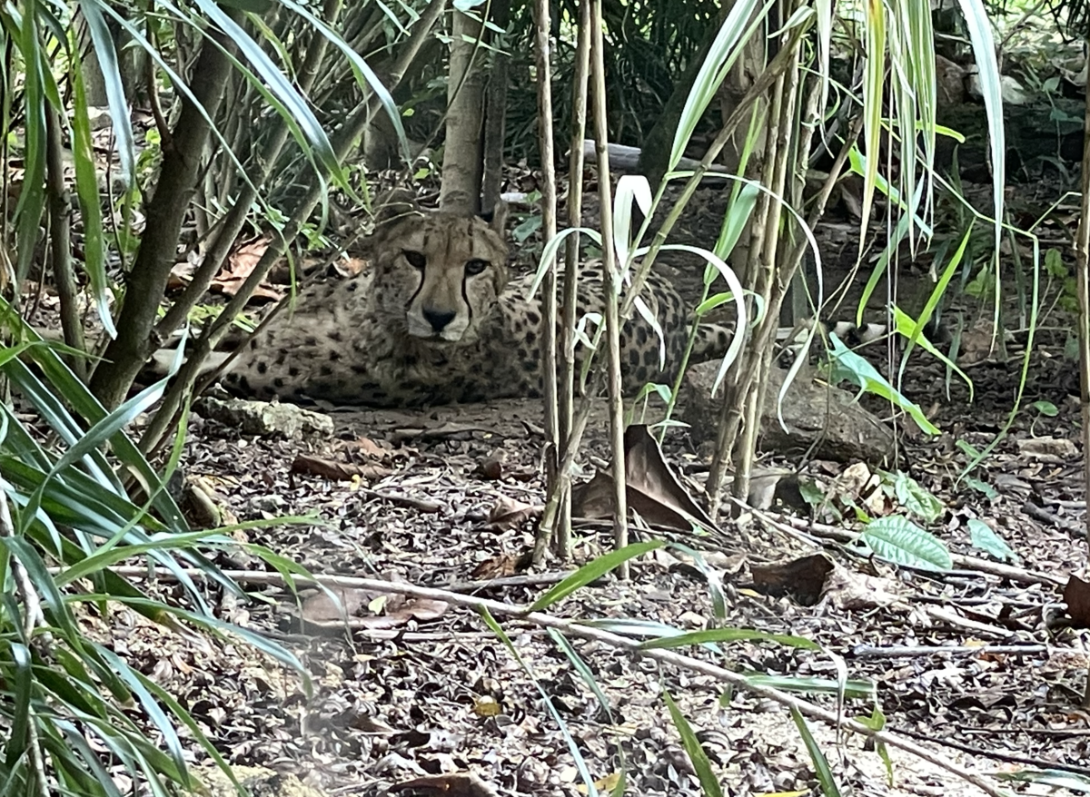 チーター