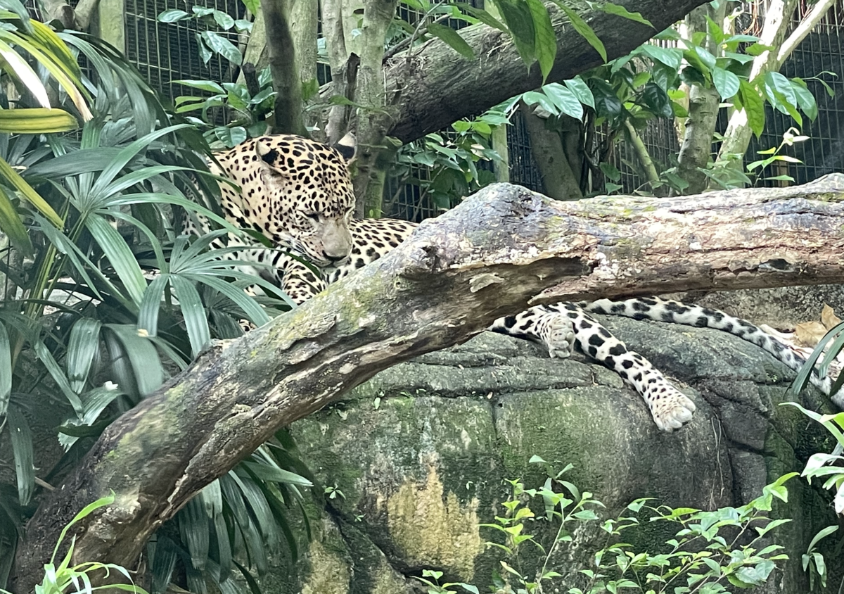 ヒョウ