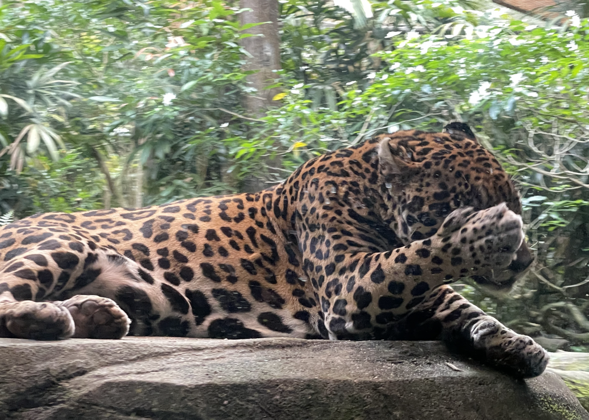 ジャガー