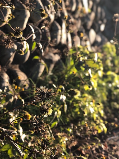 f:id:conasaji:20191204201446j:image
