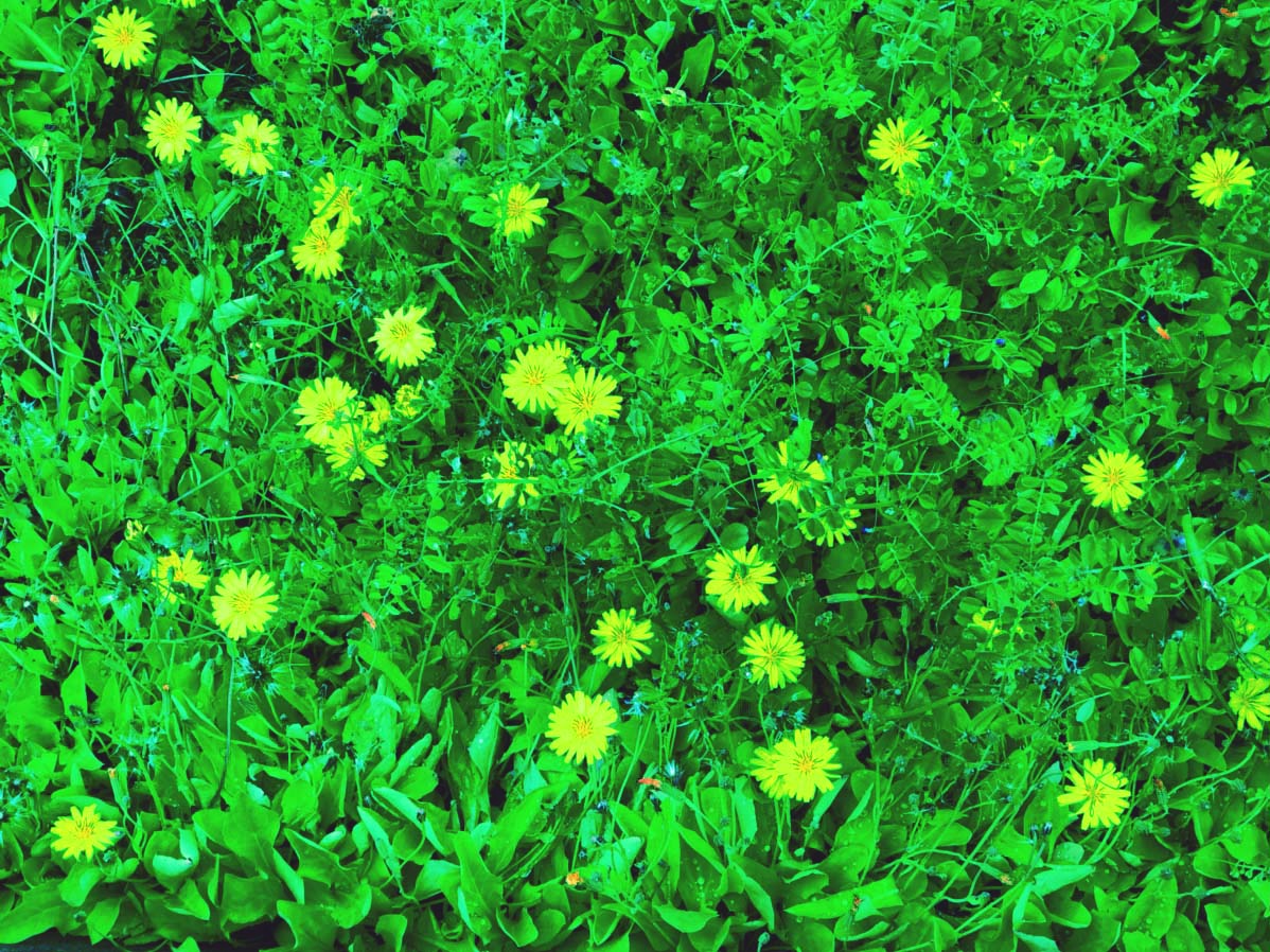 f:id:conasaji:20200507180035j:plain f:id:conasaji:20200507180035j:plain