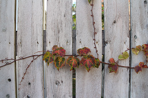 f:id:conasaji:20200530150830j:plain f:id:conasaji:20200530150830j:plain