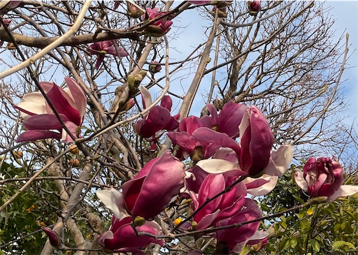 f:id:conasaji:20220324190818j:image