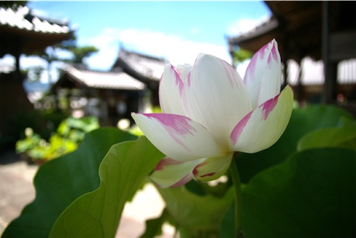 f:id:conasaji:20230712202706j:image