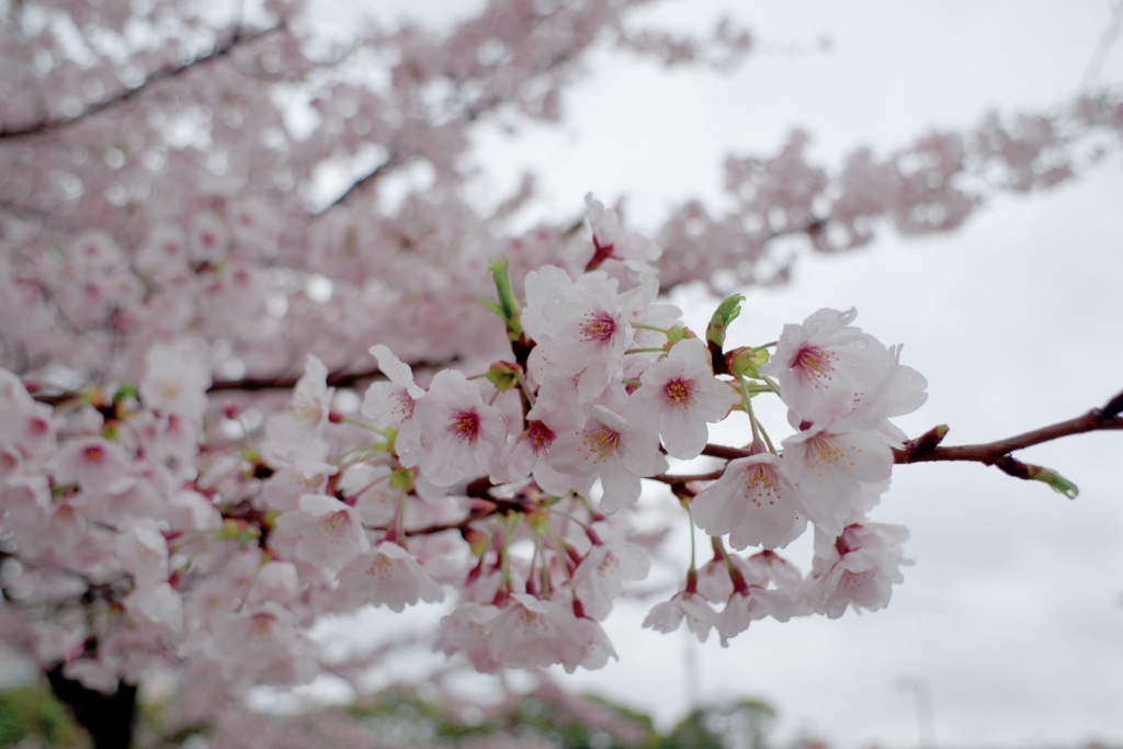 Da21mm F3 2al Limitedと桜 晴れ ときどき Da21mm F3 2al Limitedと桜 晴れ ときどき