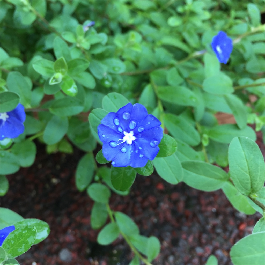 f:id:concomiina:20180724214633j:image