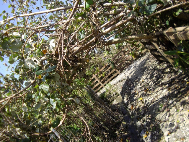 f:id:congiro:20110606132422j:image
