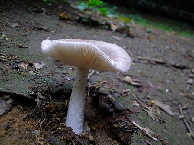 f:id:congiro:20110703004808j:image