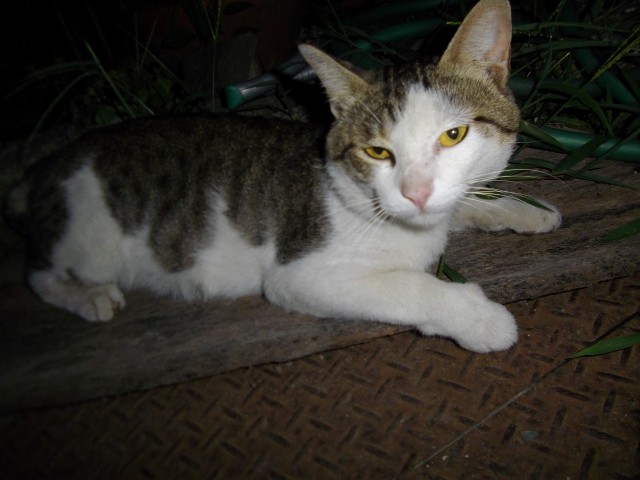 f:id:congiro:20110712174913j:image