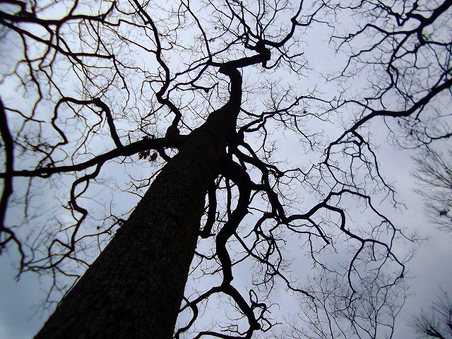 f:id:congiro:20120304210807j:image