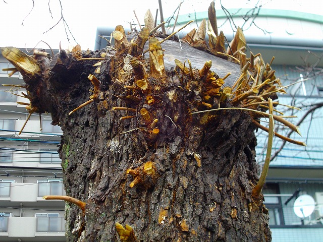 f:id:congiro:20120321113644j:image