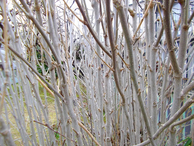 f:id:congiro:20120321113647j:image