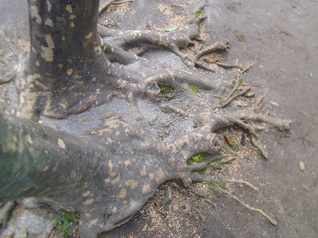 f:id:congiro:20120321155921j:image