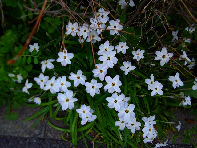f:id:congiro:20120409001942j:image