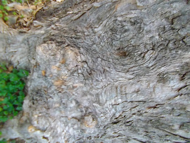 f:id:congiro:20120409001948j:image