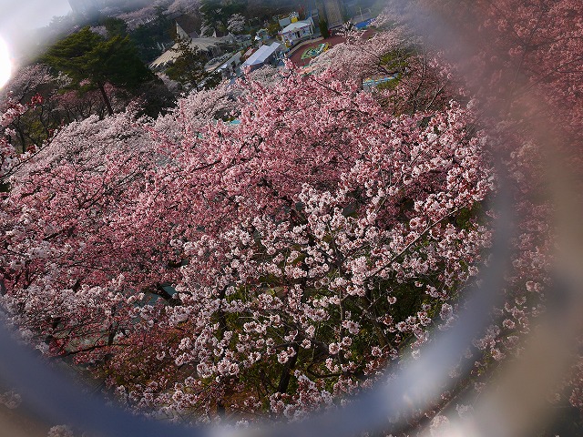 f:id:congiro:20120410000548j:image