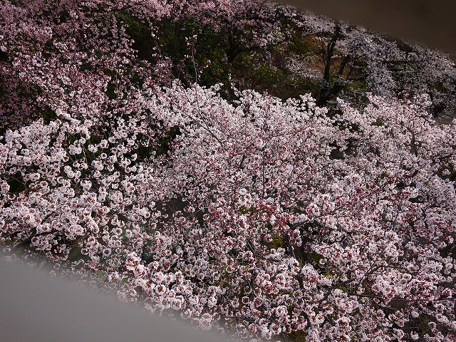 f:id:congiro:20120410000549j:image
