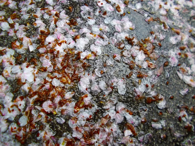 f:id:congiro:20120415234314j:image