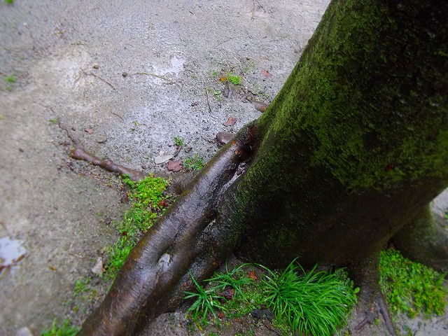 f:id:congiro:20120415234324j:image