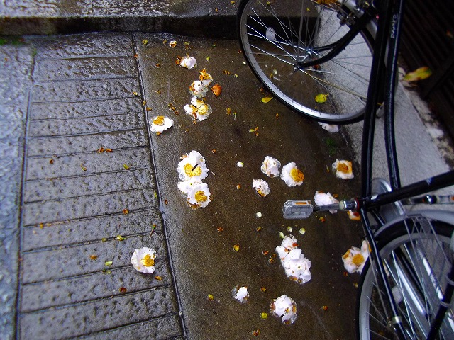 f:id:congiro:20120415234327j:image