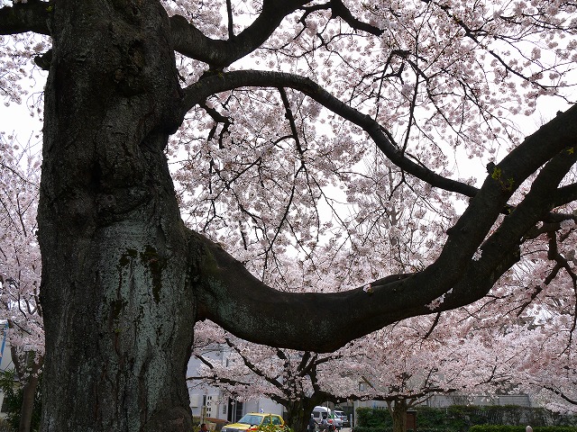 f:id:congiro:20120415234338j:image