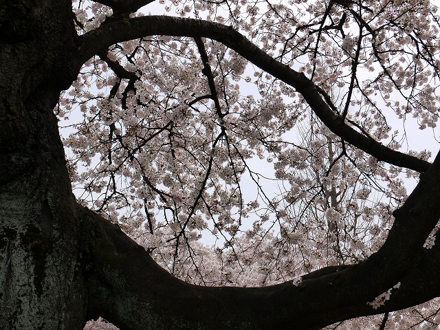 f:id:congiro:20120415234340j:image
