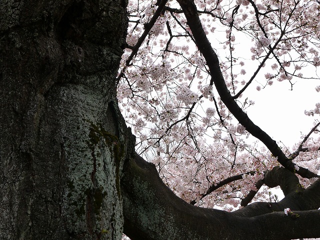 f:id:congiro:20120415234341j:image