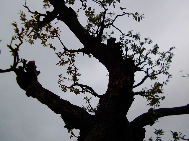 f:id:congiro:20120423003305j:image