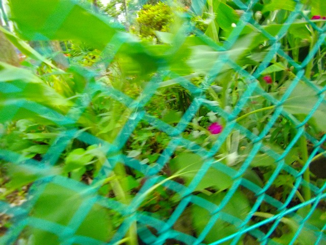 f:id:congiro:20120624235827j:image